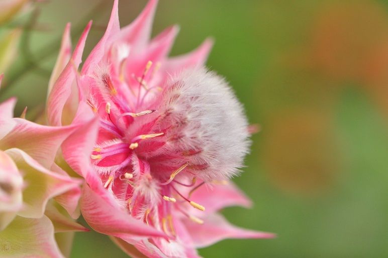 ちょっと変わった豪華な セルリア 花いろいろ ちょっと変わった豪華な セルリア 花いろいろ