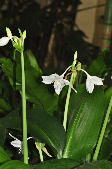 王冠のような花芯 ユーチャリス 花いろいろ