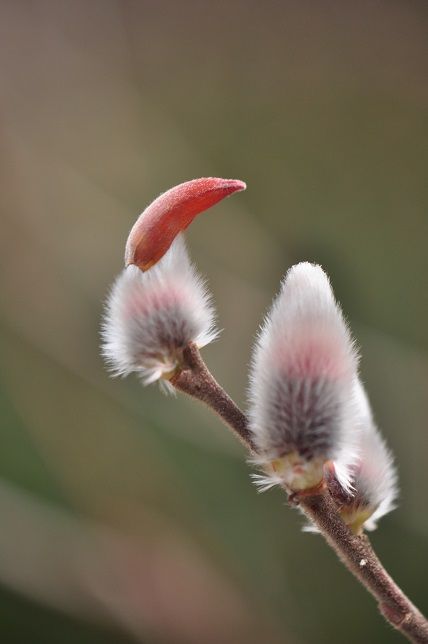 ネコヤナギ 花いろいろ