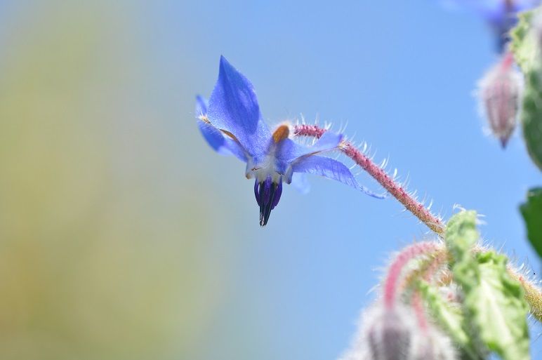ハーブの一種 ボリジ 花いろいろ ハーブの一種 ボリジ 花いろいろ