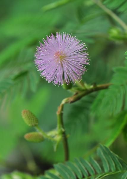花いろいろ オジギソウ