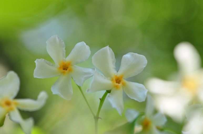 ジャスミンに似た芳香を放つ テイカカズラ 花いろいろ ジャスミンに似た芳香を放つ テイカカズラ 花いろいろ