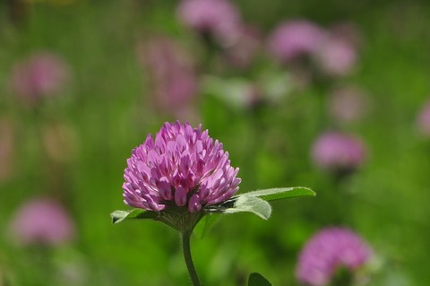 デンマークの国花 アカツメクサ 花いろいろ デンマークの国花 アカツメクサ 花いろいろ