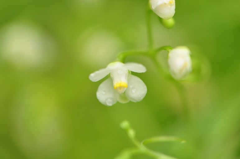 花から想像できない大きな果実のフウセンカズラ 花いろいろ