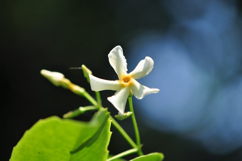 ジャスミンに似た芳香を放つ テイカカズラ 花いろいろ ジャスミンに似た芳香を放つ テイカカズラ 花いろいろ