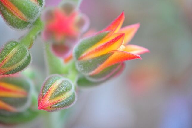 暑さ寒さに強い キンコウセイ 花いろいろ
