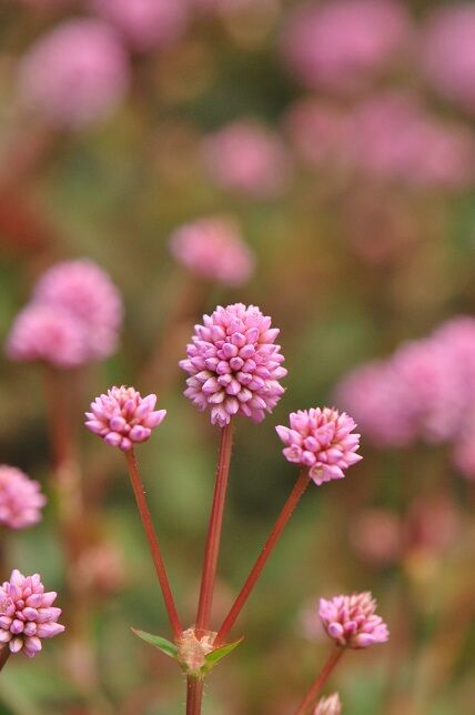 金平糖のような形の ヒメツルソバ 花いろいろ 金平糖のような形の ヒメツルソバ 花いろいろ