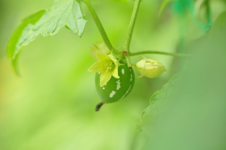グリーンカーテンに最適な オキナワスズメウリ 花いろいろ グリーンカーテンに最適な オキナワスズメウリ 花いろいろ