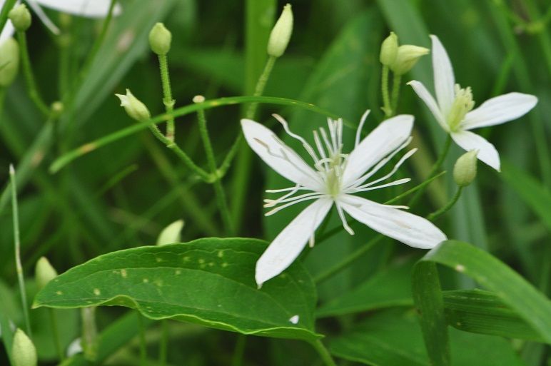毒性の強い センニンソウ 花いろいろ 毒性の強い センニンソウ 花いろいろ