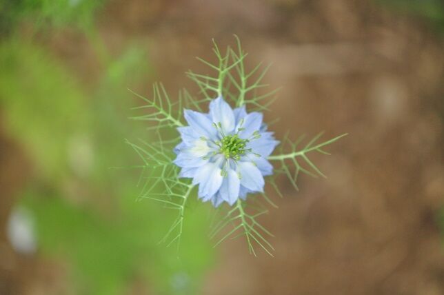糸状の葉が特徴の ニゲラ 花いろいろ