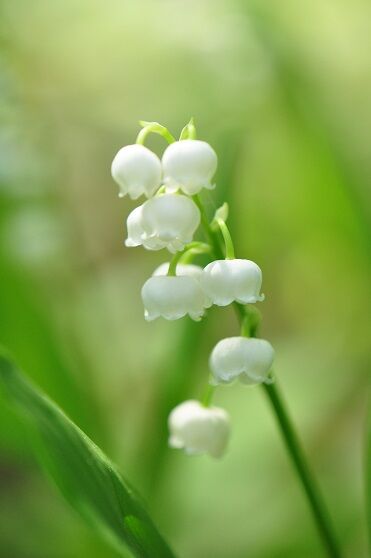 とても美しい スズラン : 花いろいろ