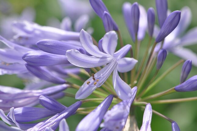 多肉質の太い根茎を持つ アガパンサス 花いろいろ
