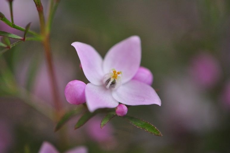 育てるのが難しい ボロニア 花いろいろ