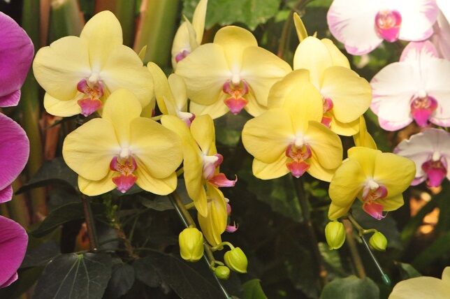 長期にわたり楽しめる コチョウラン 花いろいろ