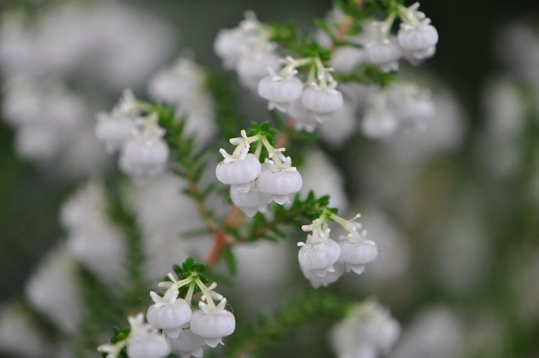 扁平な白い壺形の花 スズランエリカ 花いろいろ