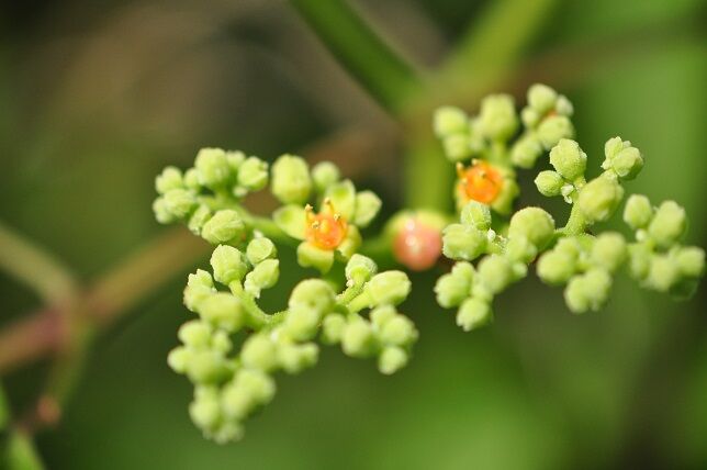 藪を枯らすことはない ヤブガラシ 花いろいろ