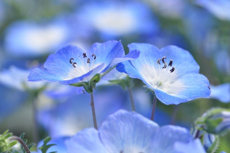 ネモフィラ 花いろいろ ネモフィラ 花いろいろ