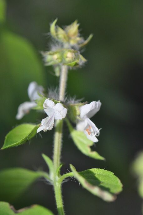 親しまれているハーブ レモンバジル 花いろいろ