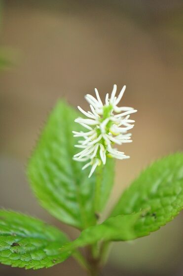 静御前の舞姿 ヒトリシズカ 花いろいろ