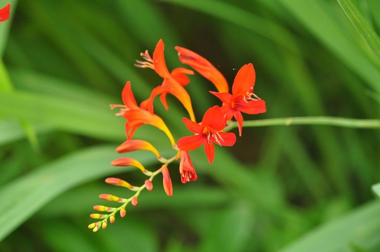 綺麗に並んだ ヒメヒオウギズイセン 花いろいろ