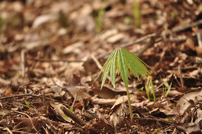 破れ傘のような ヤブレガサ 花いろいろ