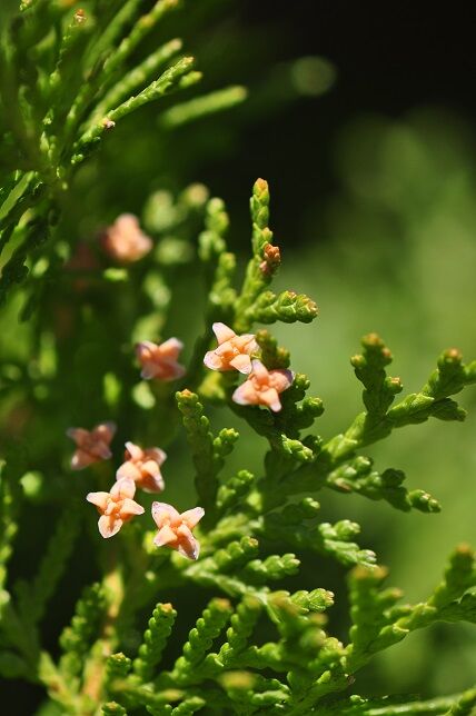 果実の先端が角状をした コノテガシワ 花いろいろ