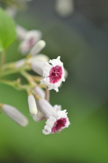 可愛そうな花名の ヘクソカズラ 花いろいろ