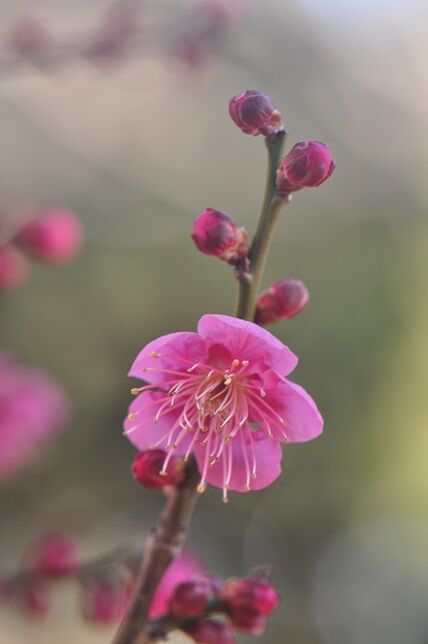 以外と多い梅の別名 紅梅 花いろいろ