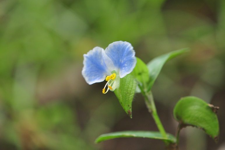 白い縁取りがお洒落な メガネツユクサ 花いろいろ 白い縁取りがお洒落な メガネツユクサ 花いろいろ