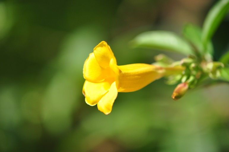 綺麗な黄色の花 イエローアラマンダ 花いろいろ