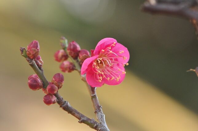 以外と多い梅の別名 紅梅 花いろいろ