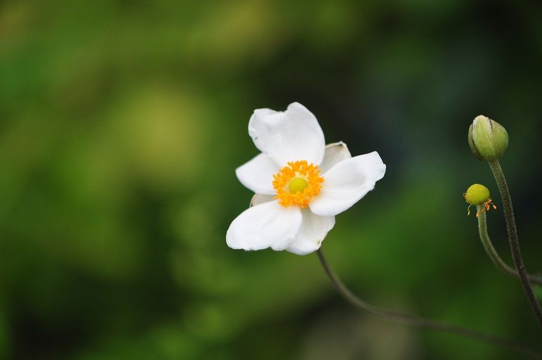 アネモネの仲間 シュウメイギク 花いろいろ