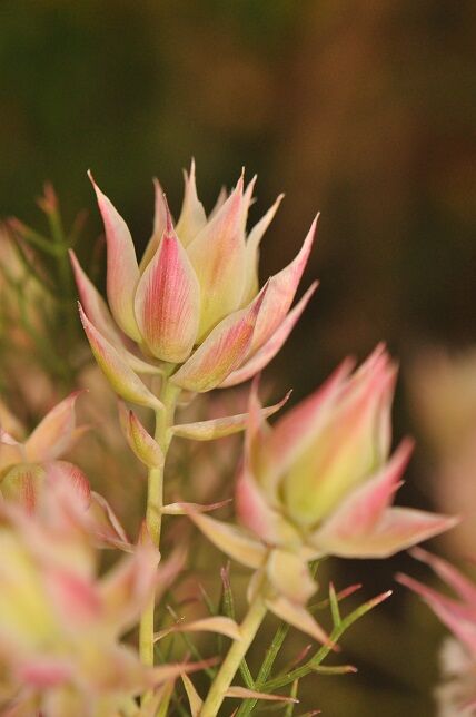 繊細な雰囲気の セルリア 花いろいろ 繊細な雰囲気の セルリア 花いろいろ