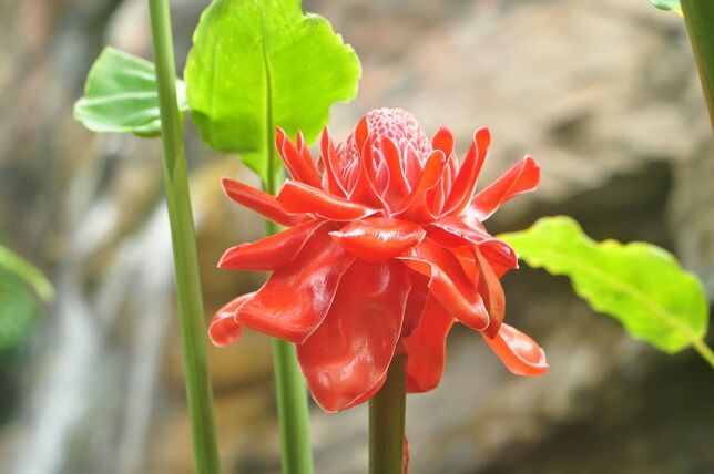 鮮やかな赤い色 トーチジンジャー 花いろいろ