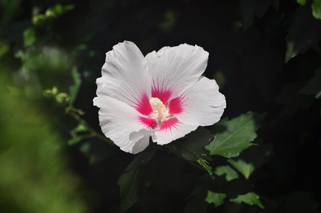 韓国の国花 ムクゲ 花いろいろ