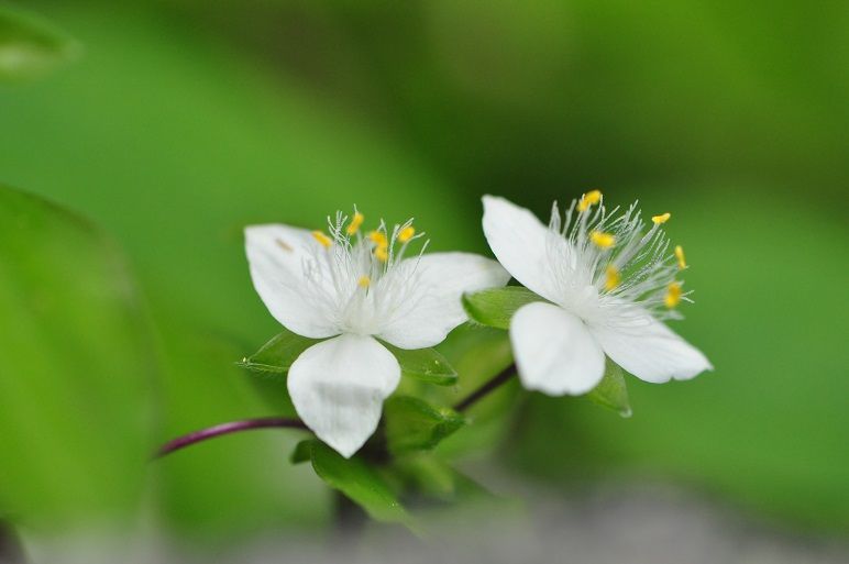 三角形の白い花 トキワツユクサ 花いろいろ