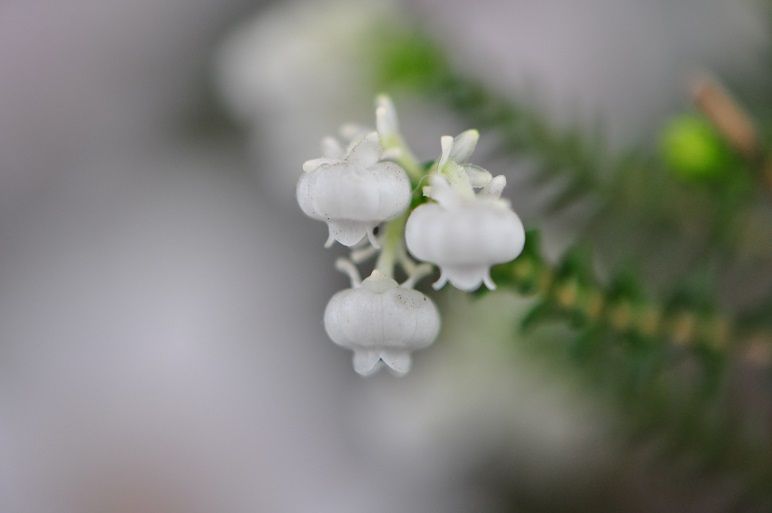 扁平な白い壺形の花 スズランエリカ 花いろいろ