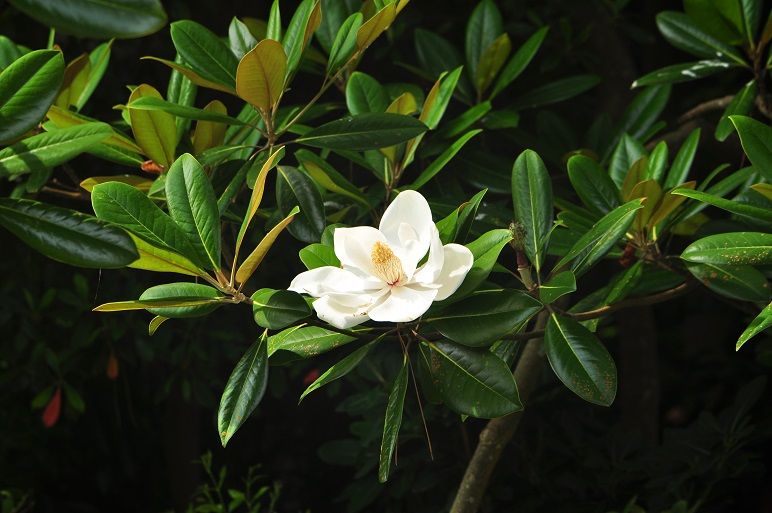 とても大きな花 タイサンボク 花いろいろ