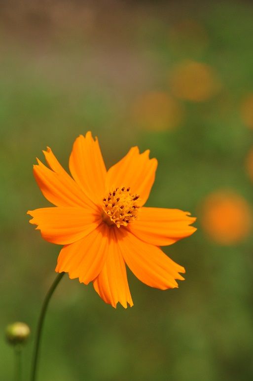 寒さにも暑さにも強い キバナコスモス 花いろいろ