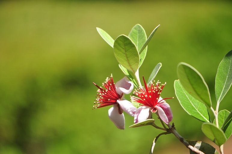 ハケのような特徴のある赤い花 フェイジョア 花いろいろ