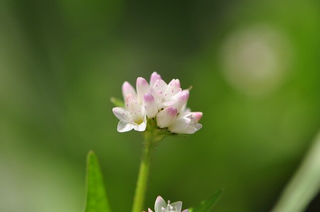 米粒のような形の花 ミゾソバ 花いろいろ 米粒のような形の花 ミゾソバ 花いろいろ