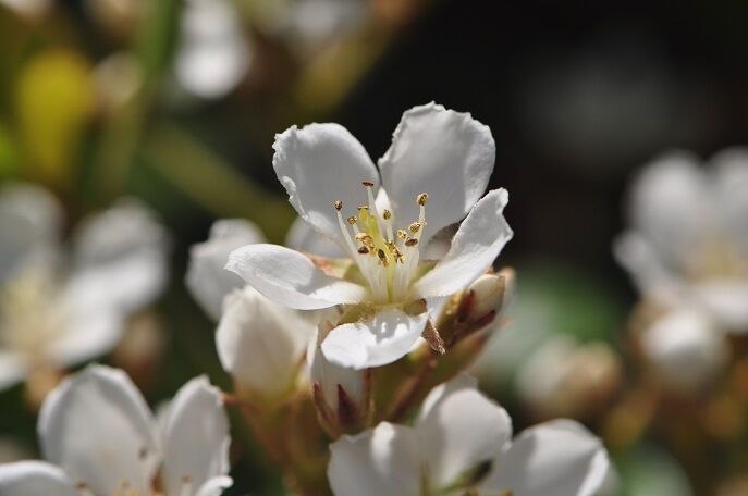 白い梅形の五弁花 シャリンバイ 花いろいろ