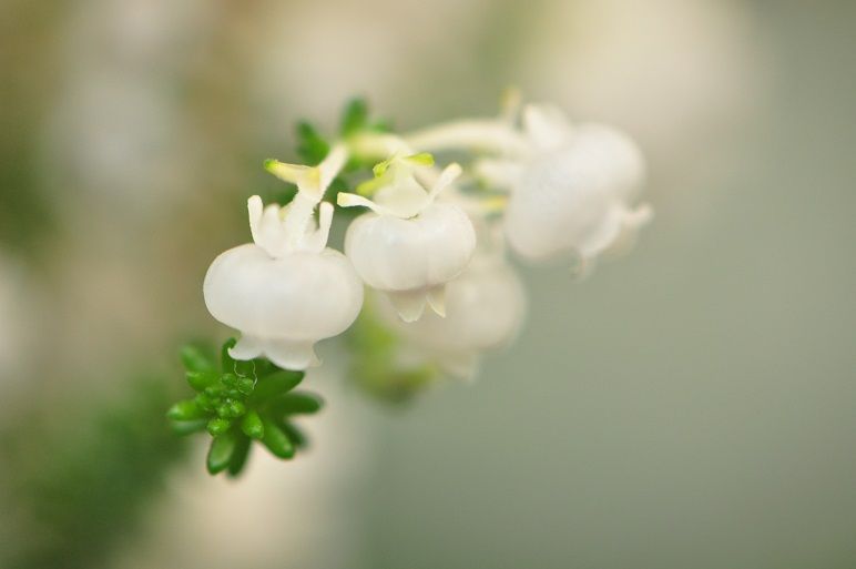 スズランに似た扁平な白い壺形の スズランエリカ 花いろいろ