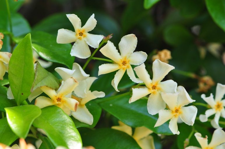 ジャスミンに似た芳香を放つ テイカカズラ 花いろいろ ジャスミンに似た芳香を放つ テイカカズラ 花いろいろ