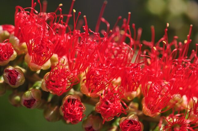 花の形がブラシのような ボトルブラシ 花いろいろ 花の形がブラシのような ボトルブラシ 花いろいろ