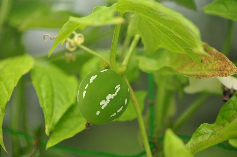 グリーンカーテンに最適な オキナワスズメウリ 花いろいろ グリーンカーテンに最適な オキナワスズメウリ 花いろいろ