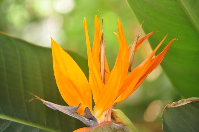 実にユニークな形の ゴクラクチョウカ 花いろいろ