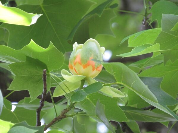 大木になる ユリノキ 花いろいろ