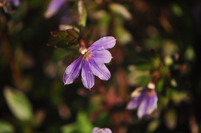 扇状に広がる花 ブルーファンフラワー 花いろいろ
