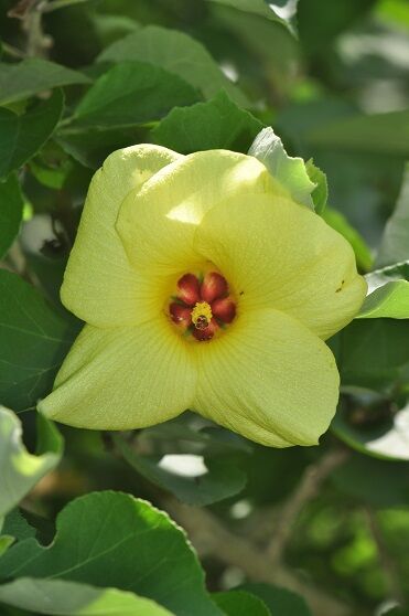 綺麗な黄色い花 ハマボウ 花いろいろ 綺麗な黄色い花 ハマボウ 花いろいろ